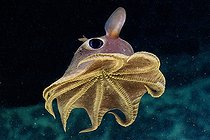 Biosphoto | 2563612 | Poulpe dumbo d'Agassizi (Opisthoteuthis agassizii) en train de nager à 700 m de profondeur au large de l'île Roatan, Honduras. | &copy; Raphaël Sané / Biosphoto