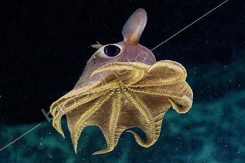 Biosphoto | 2563612 | Poulpe dumbo d'Agassizi (Opisthoteuthis agassizii) en train de nager à 700 m de profondeur au large de l'île Roatan, Honduras. | &copy; Raphaël Sané / Biosphoto