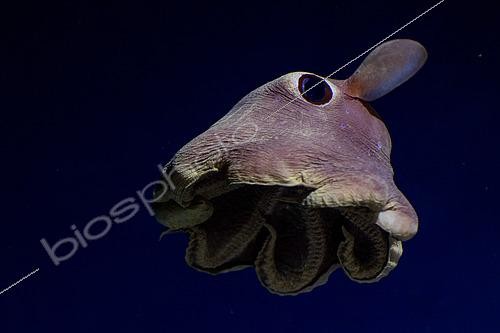 Biosphoto | 2563615 | Poulpe dumbo d'Agassizi (Opisthoteuthis agassizii) en train de nager à 700 m de profondeur au large de l'île Roatan, Honduras. | &copy; Raphaël Sané / Biosphoto