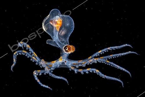 Biosphoto | 2047567 | Poulpe juvénile sur fond noir - Tahiti Polynésie Française ; finale du concours de la bbc | &copy; Fabien Michenet / Biosphoto
