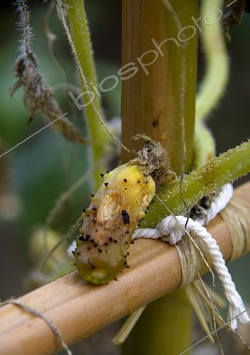 Biosphoto | 2455885 | Pourriture sur Cornichon (Cucumis sativus) au potager | &copy; Lamontagne / Biosphoto