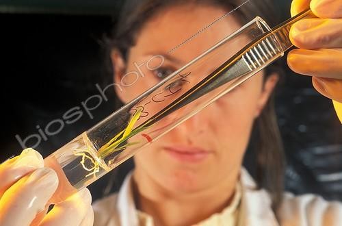 Biosphoto | 9985 | Pousse de blé transgénique in vitro France | &copy; Jean-Claude N'Diaye / Biosphoto