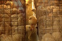 Biosphoto | 2598127 | Poussin seul hors de sa cage dans l'eau d'une ferme avicole, Sangli, Maharashtra, Inde, Asie | &copy; dad fotos / imageBROKER / Biosphoto