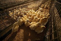 Biosphoto | 2598126 | Poussins en cage dans une ferme avicole, Sangli, Maharashtra, Inde, Asie | &copy; dad fotos / imageBROKER / Biosphoto
