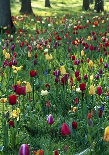 Biosphoto | 997758 | Prairie fleurie de Tulipes et Muscari dans les Vosges France | &copy; Gilles Le Scanff & Joëlle-Caroline Mayer / Biosphoto