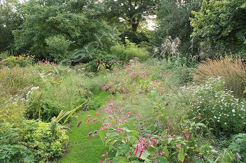 Biosphoto | 754177 | Prairie fleurie menant au verger du Jardin de Marie-Ange ; Des Polygonum orientales (fleurs roses), à droite en bordure : Eragrostide courbé, Verveine 'Fideline' et Aster 'Vasterival' et Eulalie au fond. | &copy; Hervé Lenain / Biosphoto