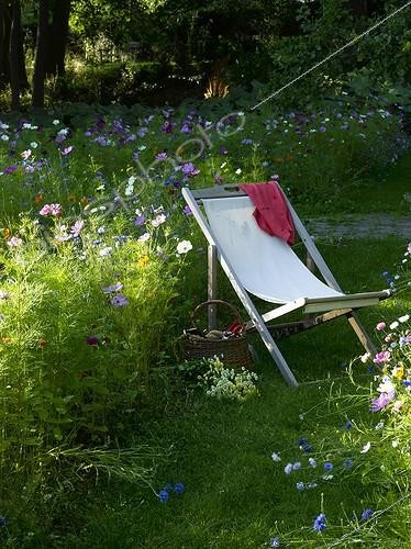 Biosphoto | 998395 | Prairie flowers in summer Jardin de Campagne France | &copy; Gilles Le Scanff & Joëlle-Caroline Mayer / Biosphoto