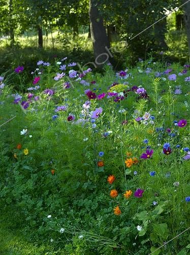Biosphoto | 998396 | Prairie flowers in summer Jardin de Campagne France | &copy; Gilles Le Scanff & Joëlle-Caroline Mayer / Biosphoto