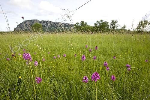 Biosphoto | 1013277 | Prairie humide et Orchis pyramidal dans l'Hérault France ; En arrière plan, le Pic Saint-Loup | &copy; Michel Gunther / Biosphoto