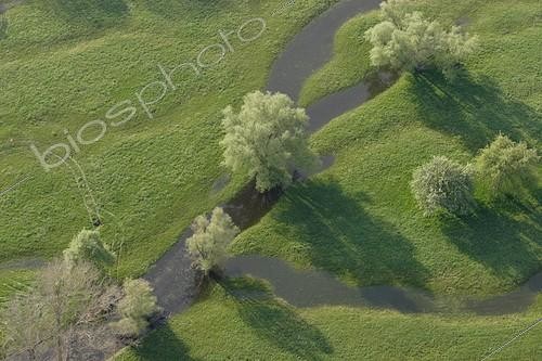 Biosphoto | 710685 | Prairie inondée de l'Ill Muttersholtz, Alsace, France | &copy; Eric Ferry & Bruno Oertel / Biosphoto