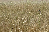 Biosphoto | 2545030 | Prairies estivales asséchées par la canicule (ne fleurissent que les chardons et les carottes sauvages), Parc naturel régional des Vosges du Nord, France | &copy; Michel Rauch / Biosphoto