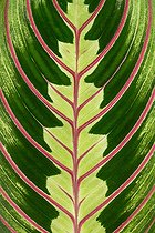 Biosphoto | 2562912 | Prayer plant (Maranta leuconeura) 'Fascinator' = 'Erythroneura', leaf detail | &copy; Marie Aymerez / Biosphoto