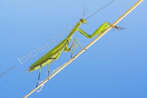 Biosphoto | 2008187 | Praying mantis | &copy; Jean-Paul Chatagnon / Biosphoto