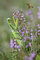 Biosphoto | 2069516 | Praying mantis (Mantis religiosa) female and bee in flight, Northern Vosges Regional Nature Park, France | &copy; Michel Rauch / Biosphoto