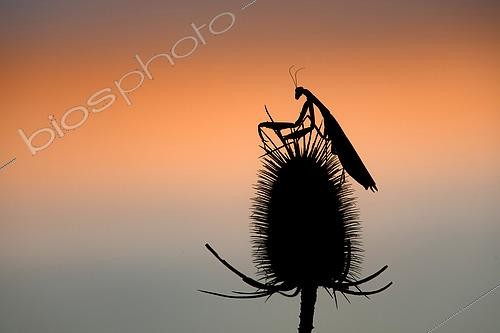 Biosphoto | 2612991 | Praying mantis (Mantis religiosa) on a teasel at dusk, Lorraine, France | &copy; Régis Cavignaux / Biosphoto