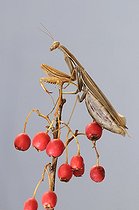 Biosphoto | 1252530 | Praying mantis on a branch of Dog Rosa in fruit France  | &copy; Thierry Van Baelinghem / Biosphoto