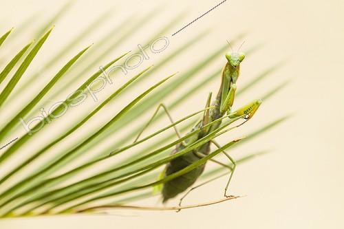 Biosphoto | 1899933 | Praying mantis on a leaf of Cycas Provence France  | &copy; Benoît Personnaz / Biosphoto
