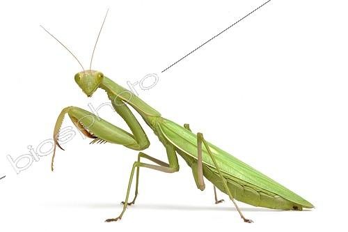 Biosphoto | 1756591 | Praying Mantis profilr on white background  | &copy; Michel Gunther / Biosphoto