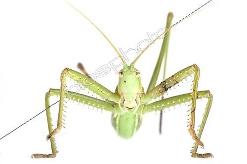 Biosphoto | 1139052 | Predatory Bush Cricket on white background | &copy; Michel Gunther / Biosphoto