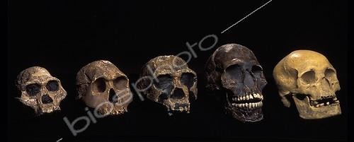 Biosphoto | 511984 | Préhistoire - crâne ; Portrait de famille, la lignée humaine. Australopithecus, Homo abilis, Homo ergaster, Homo sapiens archaïque, Homo sapiens (gauche à droite). | &copy; Pascal Goetgheluck / Biosphoto