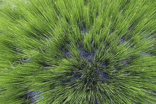 Biosphoto | 2610196 | Prêle d'hiver (Equisetum hyemale), espèce colonisant densément les zones humides nues et perturbées, Plan de Parouart, Ubaye, France | &copy; Jean-Philippe Delobelle / Biosphoto