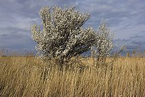 Biosphoto | 1251146 | Premier arbre en fleurs au printemps France | &copy; Michel Gunther / Biosphoto