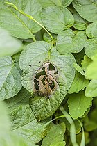Biosphoto | 2546778 | Premier stade d'attaque de mildiou sur une culture de pomme de terre, au printemps, en climat humide. | &copy; Jean-Michel Groult / Biosphoto