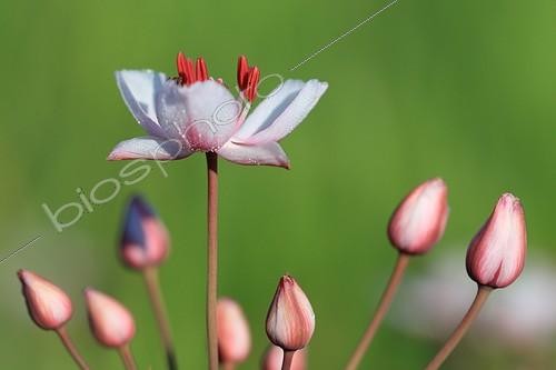 Biosphoto | 619244 | Première fleur d'une ombelle de Butome en ombelle France | &copy; Erwan Balança / Biosphoto