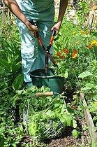 Biosphoto | 2546813 | Préparation de Purin de fanes de radis | &copy; Serge Lapouge / Biosphoto