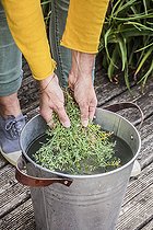 Biosphoto | 2436499 | Preparation of a maceration of Fringed rue (Ruta chalepensis) against slugs | &copy; Jean-Michel Groult / Biosphoto