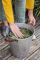 Biosphoto | 2436500 | Preparation of a maceration of Fringed rue (Ruta chalepensis) against slugs | &copy; Jean-Michel Groult / Biosphoto