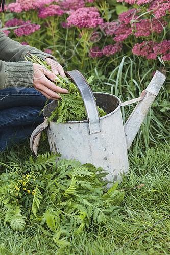 Biosphoto | 2430982 | Preparation of a tansy extract. The purse of tansy, obtained by letting tansy leaves macerate in water for a few days, repels insect pests. It is an insect repellent product, which inhibits the development of caterpillars and other unwelcome crops. | &copy; Jean-Michel Groult / Biosphoto