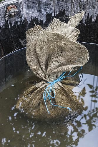 Biosphoto | 2430931 | Preparation of compost tea (step by step). Preparation of compost tea. 4. Allow the compost bundle to macerate. | &copy; Jean-Michel Groult / Biosphoto
