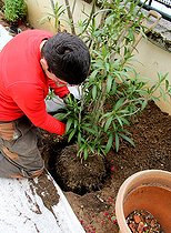 Biosphoto | 2456023 | Préparation d'un petit jardin avec film de protection pour une plantation sans entretien | &copy; Lamontagne / Biosphoto