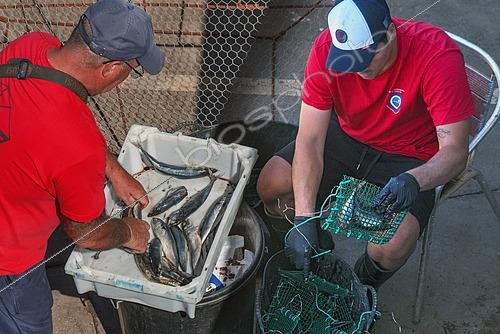 Biosphoto | 2609491 | Preparing bait (mackerel) for traps. Fishermen's Guild of Our Nuestra Señora de la Consolación, Punta de Hidalgo. Municipality of La Laguna, north of Tenerife, Canary Islands. | © Sergio Hanquet / Biosphoto