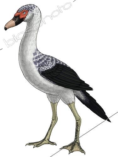 Biosphoto | 2478970 | Presbyornis, an extinct genus of anseriform bird, also known as the flamingo-duck. | &copy; Vitor Silva / Stocktrek Images / Biosphoto