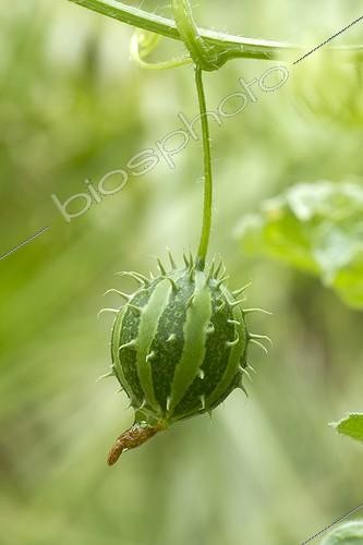 Biosphoto | 2076618 | Prickly paddy melon (Cucumis myriocarpus) fruit | &copy; Frédéric Tournay / Biosphoto