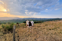 Biosphoto | 2609222 | Prim'Holstein au pré dans les gorges de la Loire sur les hauteurs au soleil couchant, France | &copy; Pierre Vernay / Biosphoto