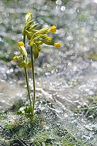 Biosphoto | 2448583 | Primevère coucou (Primula veris) dans la glace, Parc naturel régional des Vosges du Nord, France | &copy; Michel Rauch / Biosphoto
