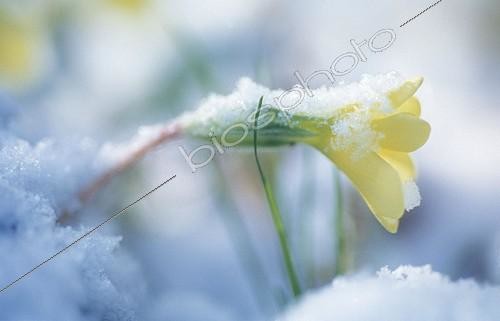 Biosphoto | 941095 | Primula vulgaris | &copy; Carol Sharp / Flowerphotos / Biosphoto