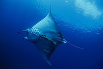 Biosphoto | 1251346 | Prince Alfred’s Ray hooked on long line following Pilot Fish | &copy; Jeffrey Rotman / Biosphoto