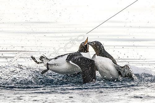 Biosphoto | 2611569 | Prise de bec entre deux Guillemots de Brunnich (Uria lomvia) sur l'eau, Alkefjellet, Spitzberg | &copy; Raphaël Sané / Biosphoto