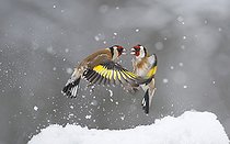 Biosphoto | 2102795 | Prise de becs entre Chardonnerets élégants (Carduelis carduelis) pour des graines tombées dans la neige, Parc naturel régional des Vosges du Nord, France | &copy; Michel Rauch / Biosphoto