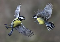 Biosphoto | 2325590 | Prise de becs entre Mésanges charbonnières (Parus major) Parc naturel régional des Vosges du Nord, France | &copy; Michel Rauch / Biosphoto