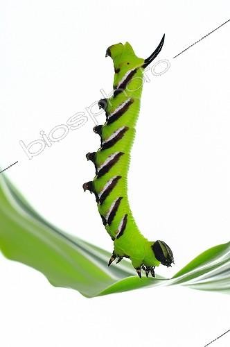 Biosphoto | 1994265 | Privet Hawk-moth caterpillar balance on white background | &copy; Robin Fourré / Biosphoto