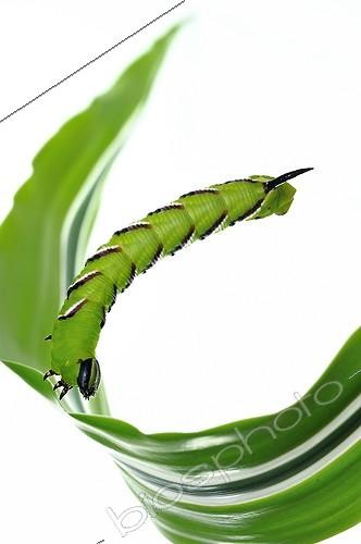 Biosphoto | 1994266 | Privet Hawk-moth caterpillar balance on white background | &copy; Robin Fourré / Biosphoto
