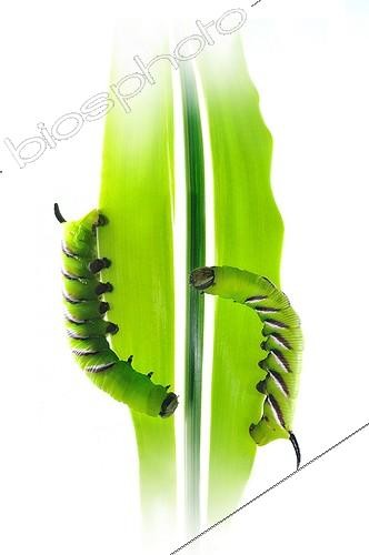 Biosphoto | 1994267 | Privet Hawk-moth caterpillars on leaf on white background | &copy; Robin Fourré / Biosphoto