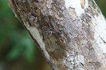 Biosphoto | 2395103 | Proboscis Bat (Rhynchonycteris naso) on a trunk, Costa Rica | &copy; Jean-François Noblet / Biosphoto