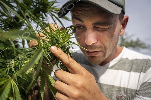 Biosphoto | 2551734 | Producteur de CBD (cannabidiol) ou cannabiculteur surveillant à l'aide d'une loupe spécifique le développement des trichomes avant la récolte des têtes de chanvres, Montagny, France. | &copy; Antoine Boureau / Biosphoto
