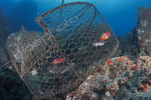 Biosphoto | 2609502 | Professional fishing sector. Artisanal fishing with cages for fish. Tenerife, Canary Islands. Atlantic Ocean, Macaronesia. | © Sergio Hanquet / Biosphoto